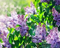 symbol_flower.png