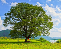 symbol_tree.png