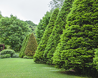 symbol_tree.png